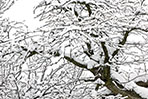 snow-on-tree-winter-background-1113tm-bkgd-133