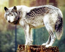 wolf-painting-981129__180