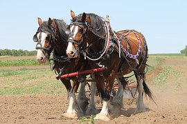 clydesdale-1106337__180