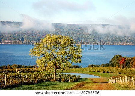 stock-photo-a-tree-and-vineyard-by-fingers-lake-129767306